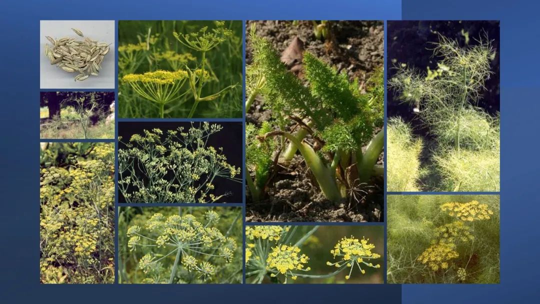 世界地理香料索引(2)——Geographic Spice Index(2) 世界地理香料索引(2)——Geographic Spice Index(2)