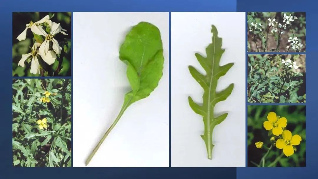 世界地理香料索引(2)——Geographic Spice Index(2) 世界地理香料索引(2)——Geographic Spice Index(2)