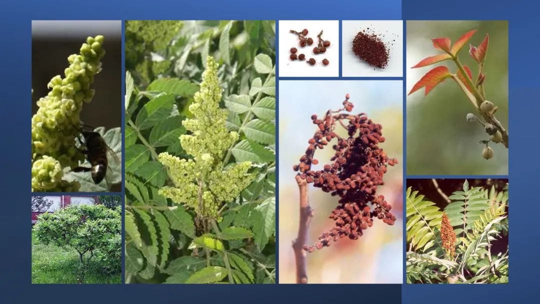 世界地理香料索引(2)——Geographic Spice Index(2) 世界地理香料索引(2)——Geographic Spice Index(2)