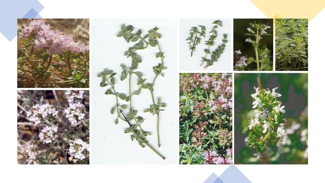 世界地理香料索引(2)——Geographic Spice Index(2) 世界地理香料索引(2)——Geographic Spice Index(2)