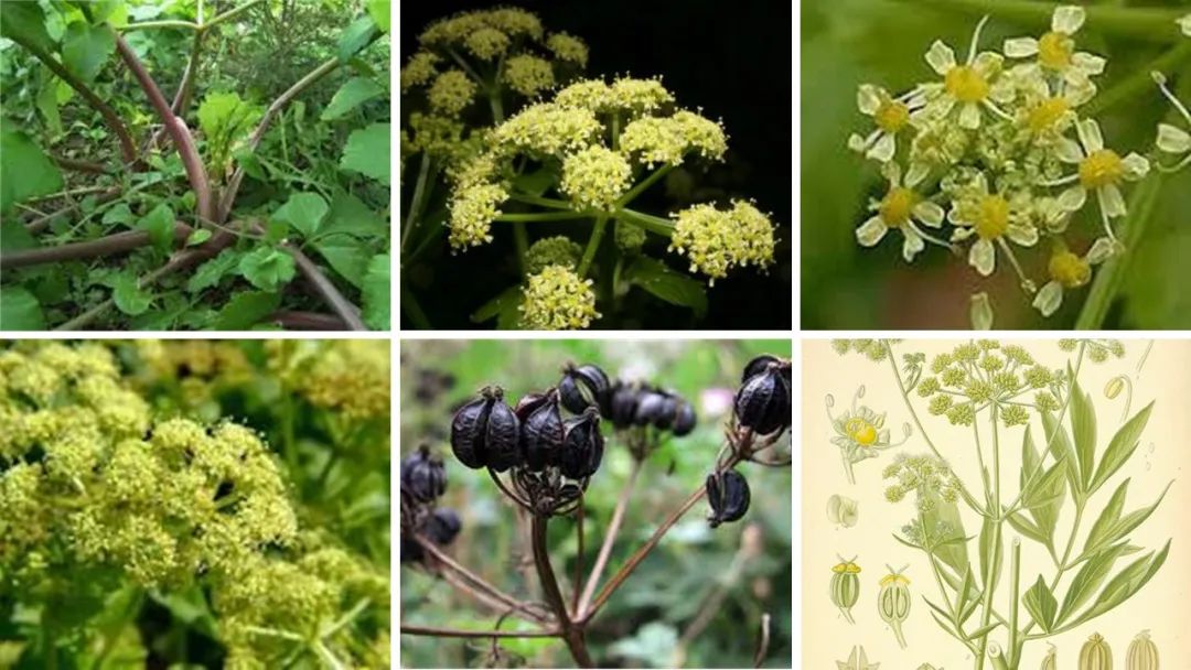 世界地理香料索引(2)——Geographic Spice Index(2) 世界地理香料索引(2)——Geographic Spice Index(2)