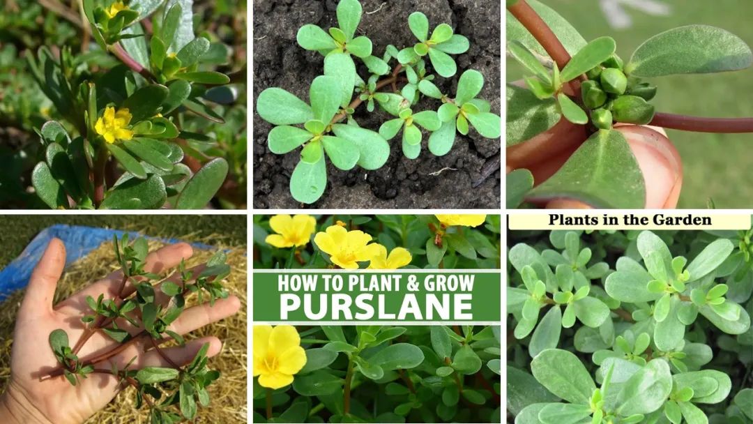 世界地理香料索引(2)——Geographic Spice Index(2) 世界地理香料索引(2)——Geographic Spice Index(2)