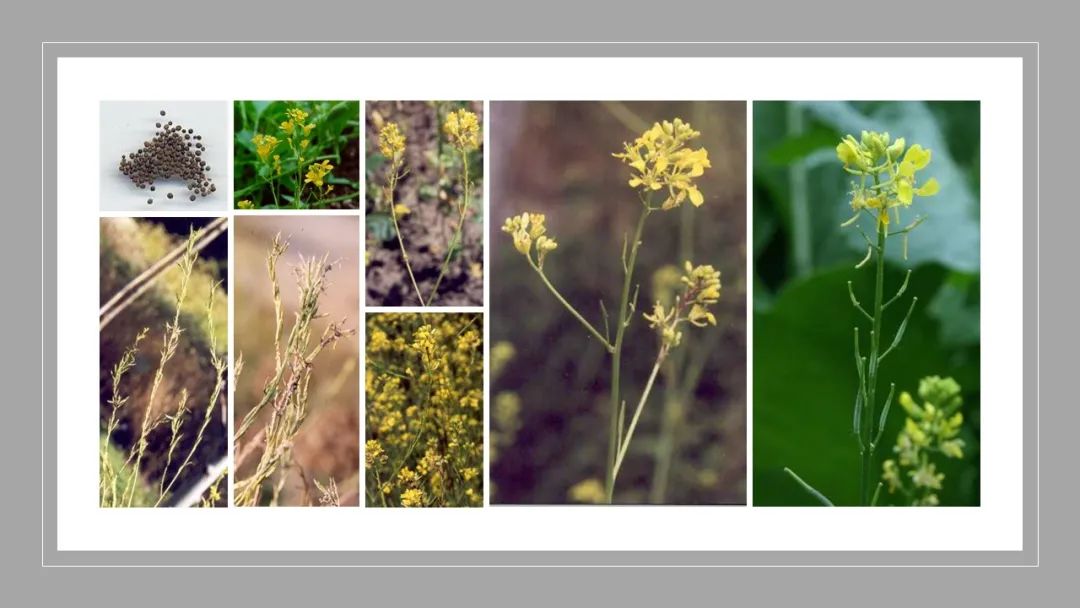 世界地理香料索引(3)——Geographic Spice Index(3) 世界地理香料索引(3)——Geographic Spice Index(3)