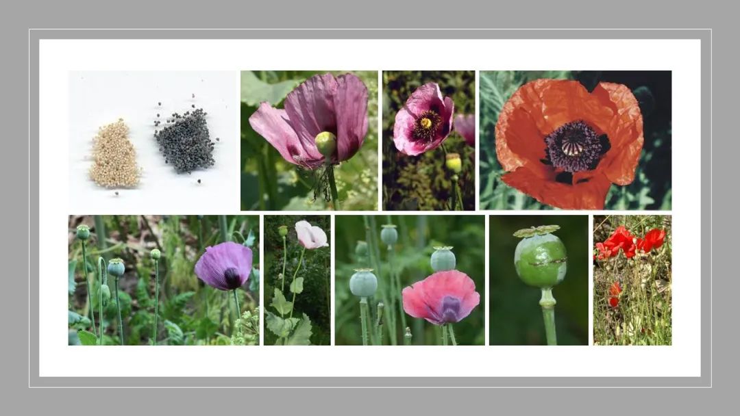 世界地理香料索引(3)——Geographic Spice Index(3) 世界地理香料索引(3)——Geographic Spice Index(3)