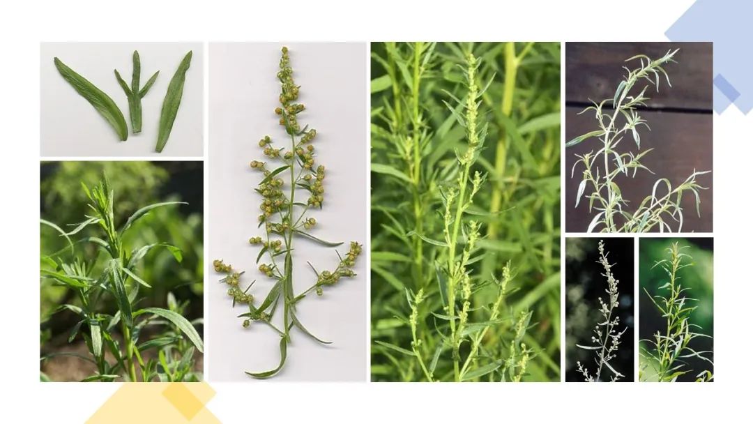 世界地理香料索引(3)——Geographic Spice Index(3) 世界地理香料索引(3)——Geographic Spice Index(3)