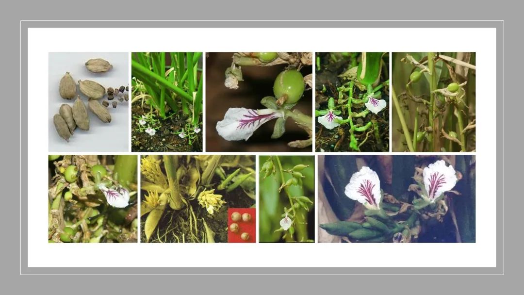 世界地理香料索引(3)——Geographic Spice Index(3) 世界地理香料索引(3)——Geographic Spice Index(3)