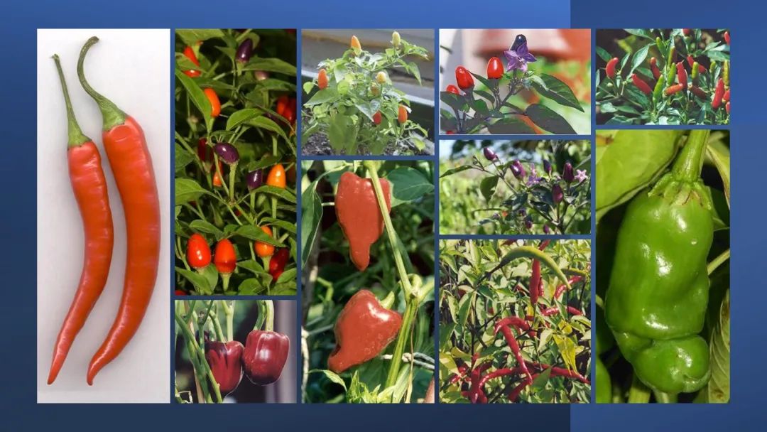 世界地理香料索引(3)——Geographic Spice Index(3) 世界地理香料索引(3)——Geographic Spice Index(3)