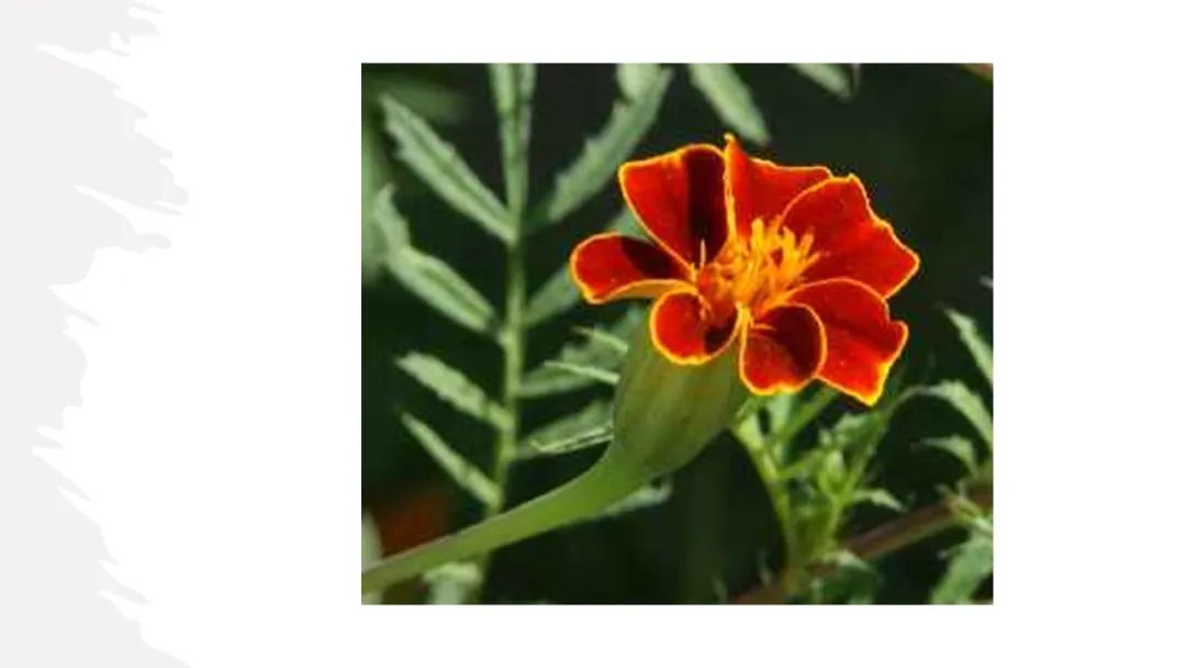 世界地理香料索引(3)——Geographic Spice Index(3) 世界地理香料索引(3)——Geographic Spice Index(3)