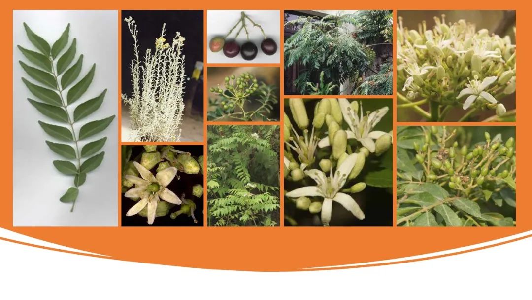 世界地理香料索引(4)—World Geographic Spice Index (4) 世界地理香料索引(4)—World Geographic Spice Index (4)