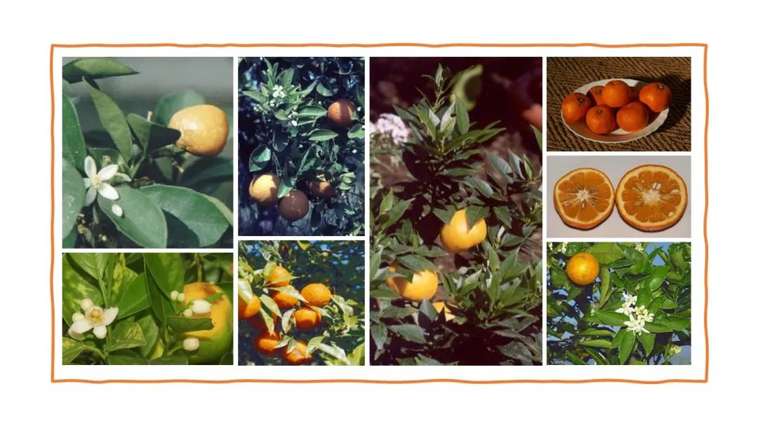 世界地理香料索引(4)—World Geographic Spice Index (4) 世界地理香料索引(4)—World Geographic Spice Index (4)