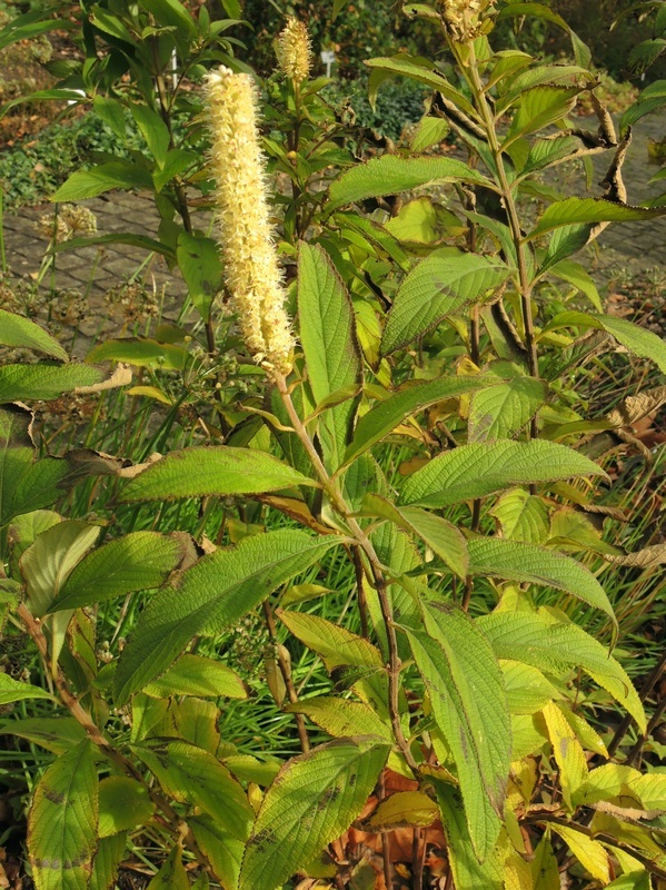 世界地理香料索引(4)—World Geographic Spice Index (4) 世界地理香料索引(4)—World Geographic Spice Index (4)