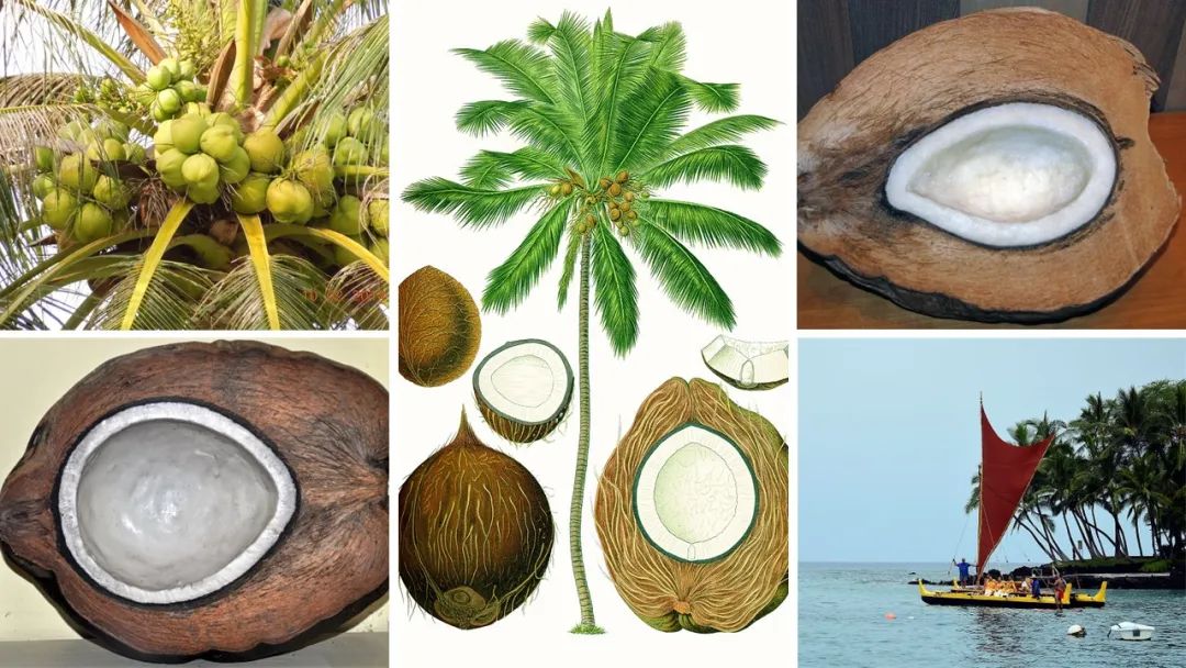 世界地理香料索引(5)—World Geographic Spice Index 世界地理香料索引(5)—World Geographic Spice Index