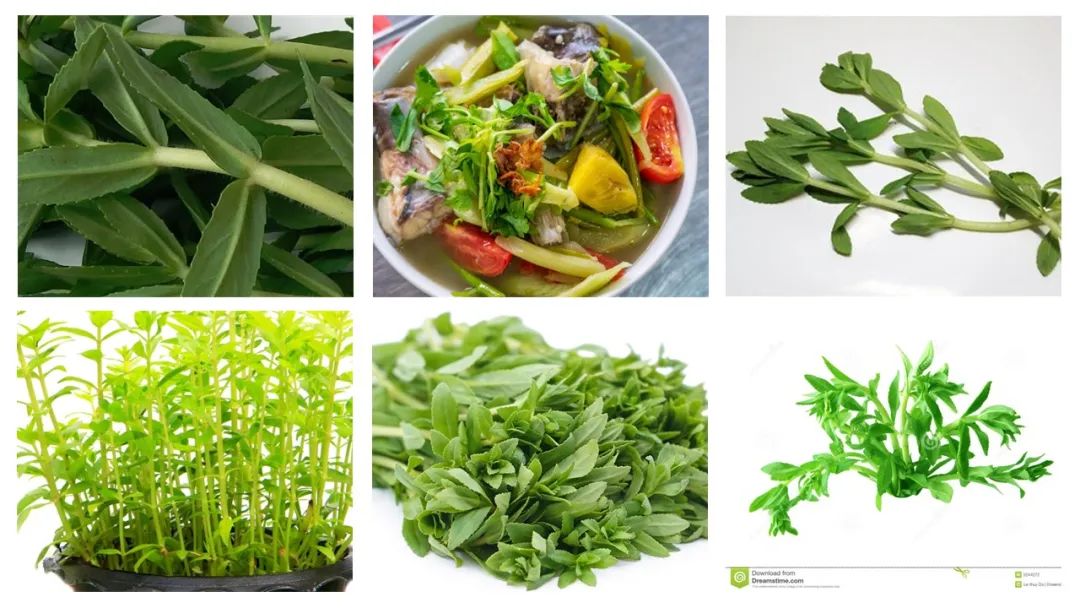 世界地理香料索引(5)—World Geographic Spice Index 世界地理香料索引(5)—World Geographic Spice Index