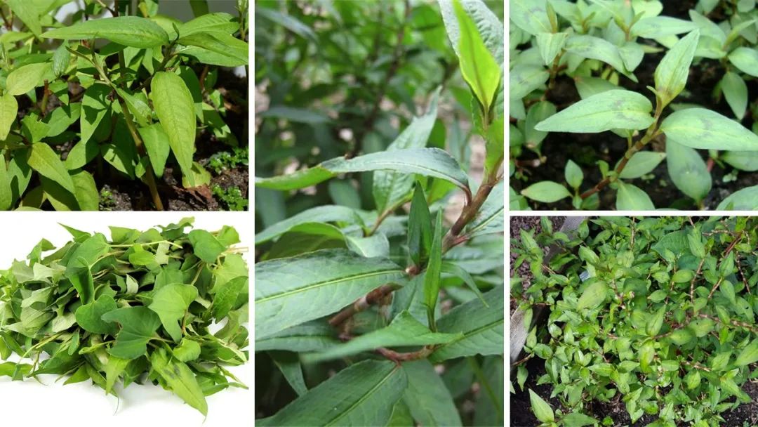 世界地理香料索引(5)—World Geographic Spice Index 世界地理香料索引(5)—World Geographic Spice Index