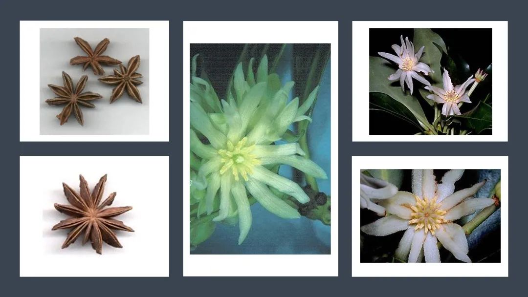 世界地理香料索引(6)—World Geographic Spice Index 世界地理香料索引(6)—World Geographic Spice Index