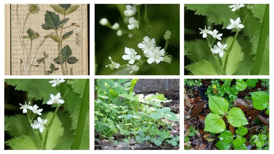 世界地理香料索引(6)—World Geographic Spice Index 世界地理香料索引(6)—World Geographic Spice Index