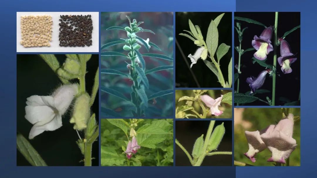 世界地理香料索引(7)—World Geographic Spice Index 世界地理香料索引(7)—World Geographic Spice Index