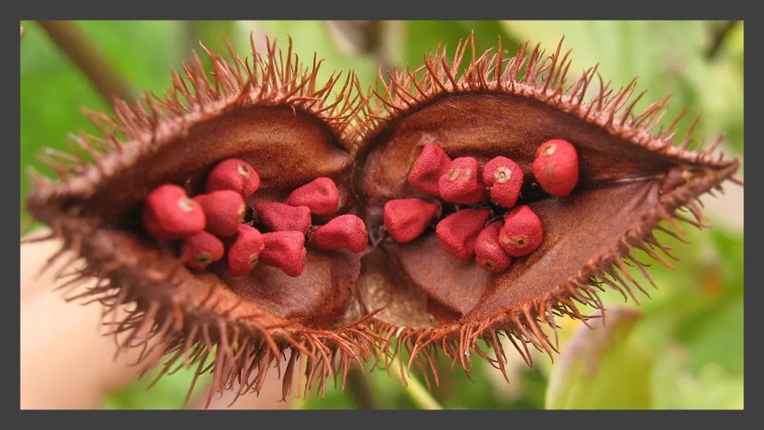 世界地理香料索引(8)—World Geographic Spice Index 世界地理香料索引(8)—World Geographic Spice Index