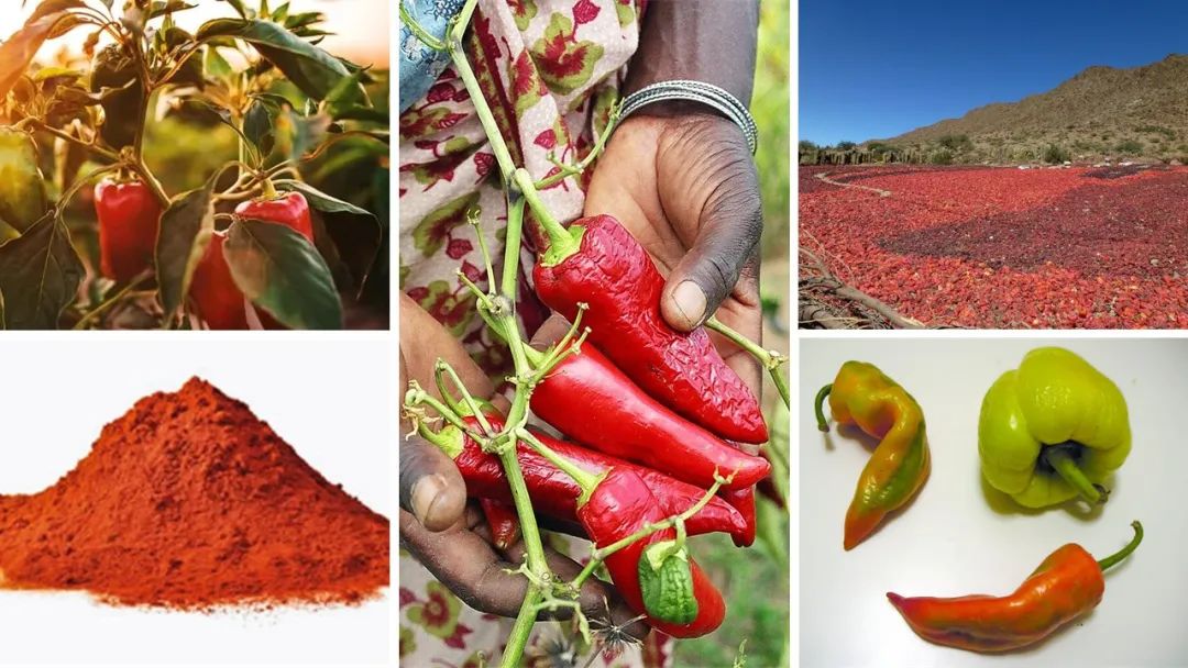 世界地理香料索引(8)—World Geographic Spice Index 世界地理香料索引(8)—World Geographic Spice Index