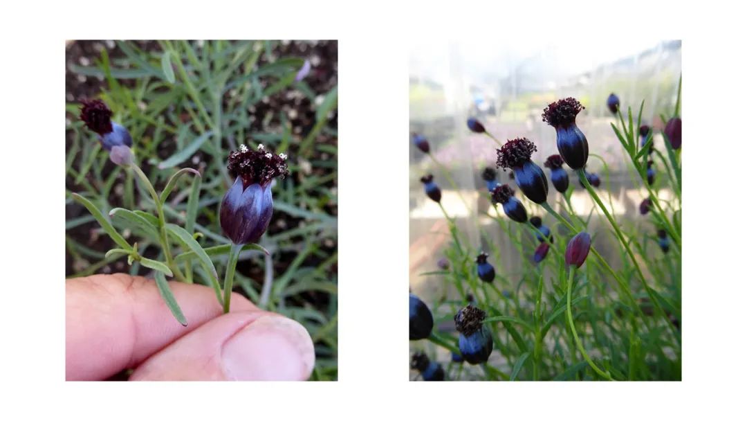 世界地理香料索引(8)—World Geographic Spice Index 世界地理香料索引(8)—World Geographic Spice Index