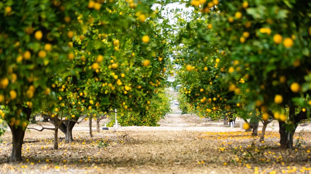 虛擬現(xiàn)實(shí)商業(yè)-奇華頓虛擬口味旅行?柑橘-把風(fēng)味創(chuàng)造到下一個(gè)水平 虛擬現(xiàn)實(shí)商業(yè)-奇華頓虛擬口味旅行?柑橘-把風(fēng)味創(chuàng)造到下一個(gè)水平