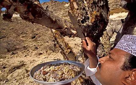 乳香的前世今生 乳香的前世今生