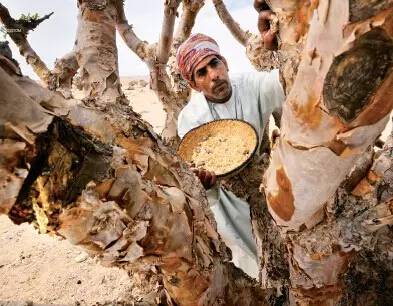 乳香的前世今生 乳香的前世今生