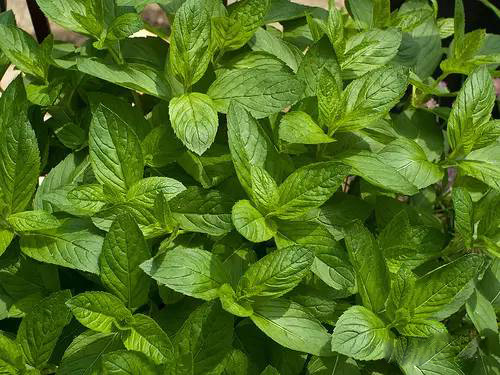 薄荷屬，你了解多少？