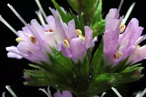 薄荷屬，你了解多少？