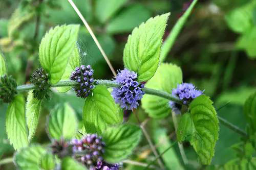 薄荷屬，你了解多少？