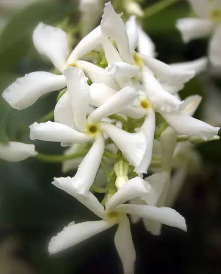 混合臭味與芳香:吲哚之迷 混合臭味與芳香:吲哚之迷