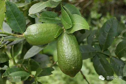 常用于制作香水的植物香料 常用于制作香水的植物香料