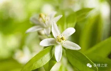 常用于制作香水的植物香料 常用于制作香水的植物香料