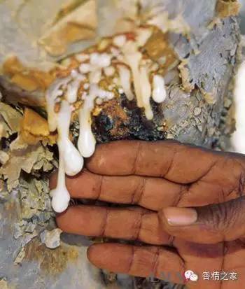 常用于制作香水的植物香料 常用于制作香水的植物香料