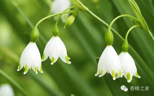 常用于制作香水的植物香料 常用于制作香水的植物香料