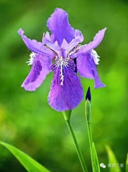 常用于制作香水的植物香料 常用于制作香水的植物香料