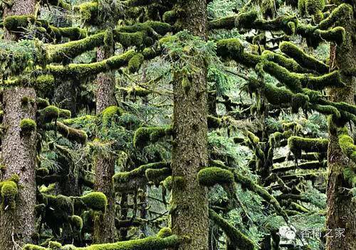 常用于制作香水的植物香料 常用于制作香水的植物香料