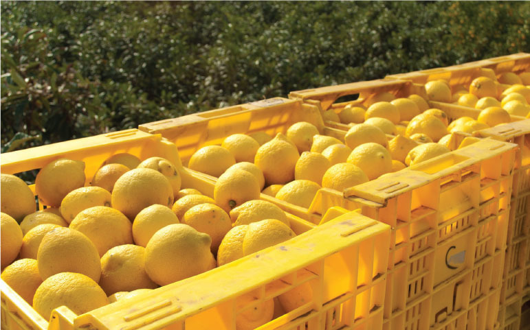 IFEAT關(guān)于檸檬的社會(huì)經(jīng)濟(jì)報(bào)告