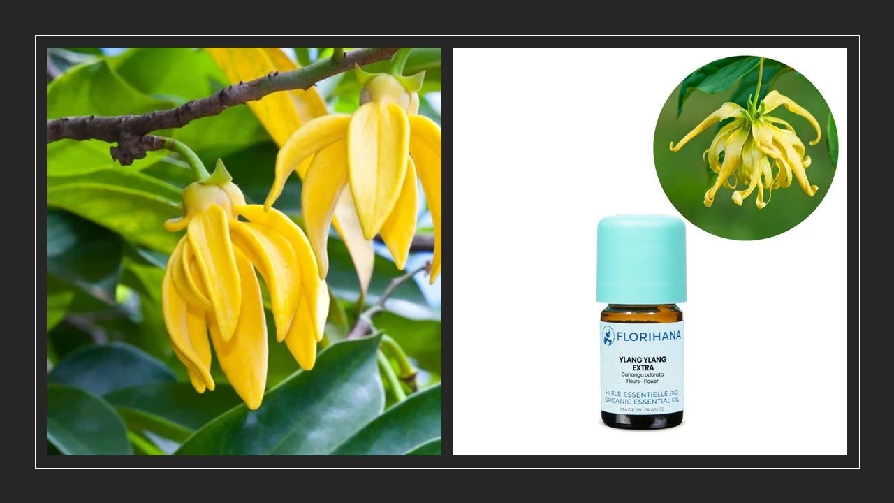 各大香精公司2023年風(fēng)味預(yù)測(cè)