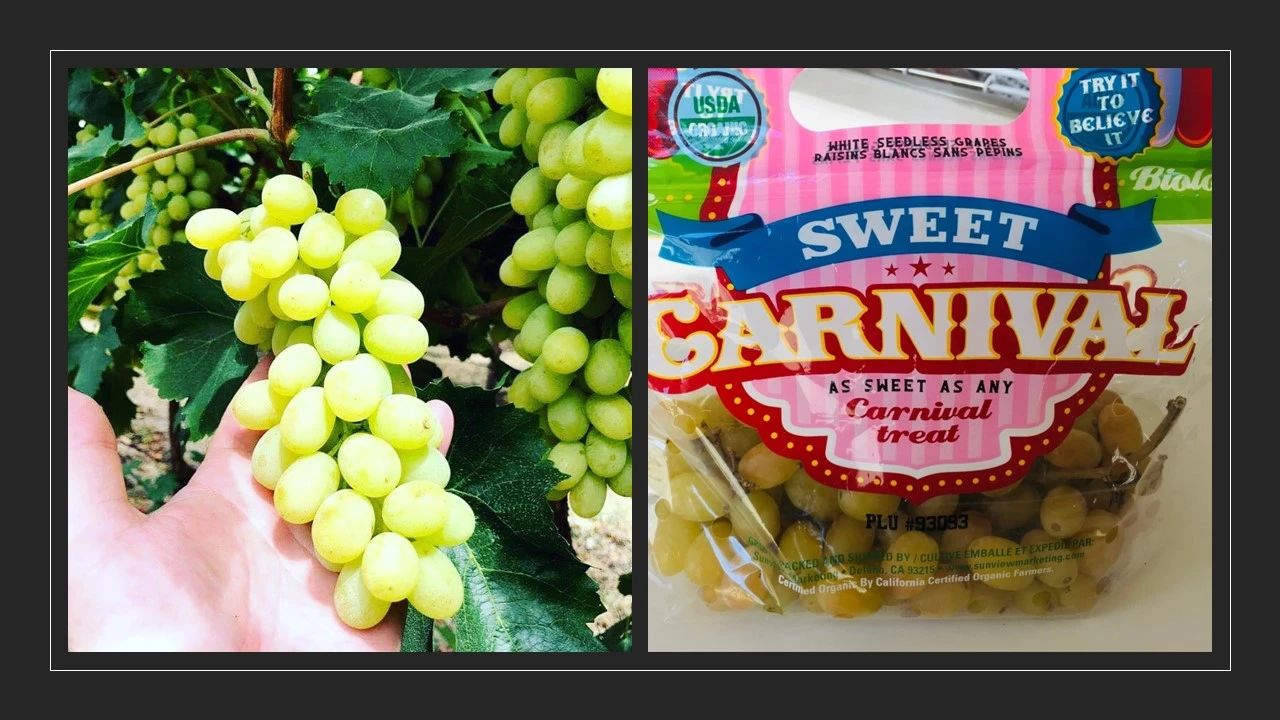 各大香精公司2023年風(fēng)味預(yù)測(cè)