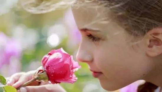 氣味的基本概念與基本學(xué)說(shuō) 氣味的基本概念與基本學(xué)說(shuō)