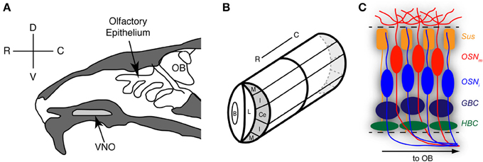 腦電圖與香水有什么關系? 腦電圖與香水有什么關系?