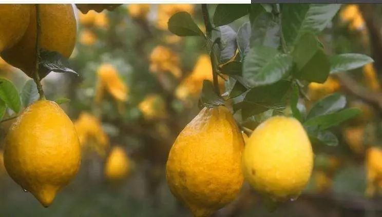陽光中的“佛手柑”，在拿破侖時期風(fēng)靡“全城”