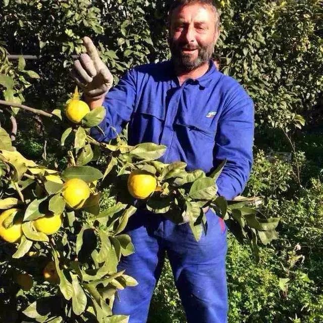 陽光中的“佛手柑”，在拿破侖時期風(fēng)靡“全城”