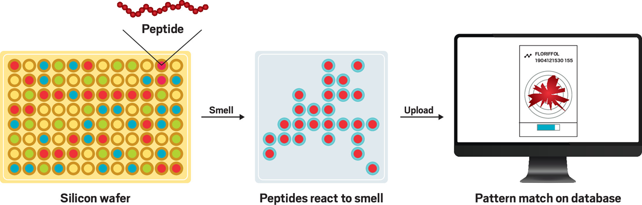 嗅探新的香氣技術(shù) 嗅探新的香氣技術(shù)