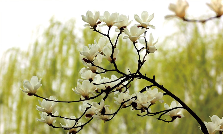 常見的香氛香型都有哪些 常見的香氛香型都有哪些