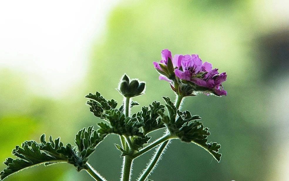 夏天來了，驅(qū)蚊的香料有哪些