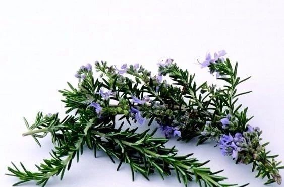 夏天來了，驅(qū)蚊的香料有哪些