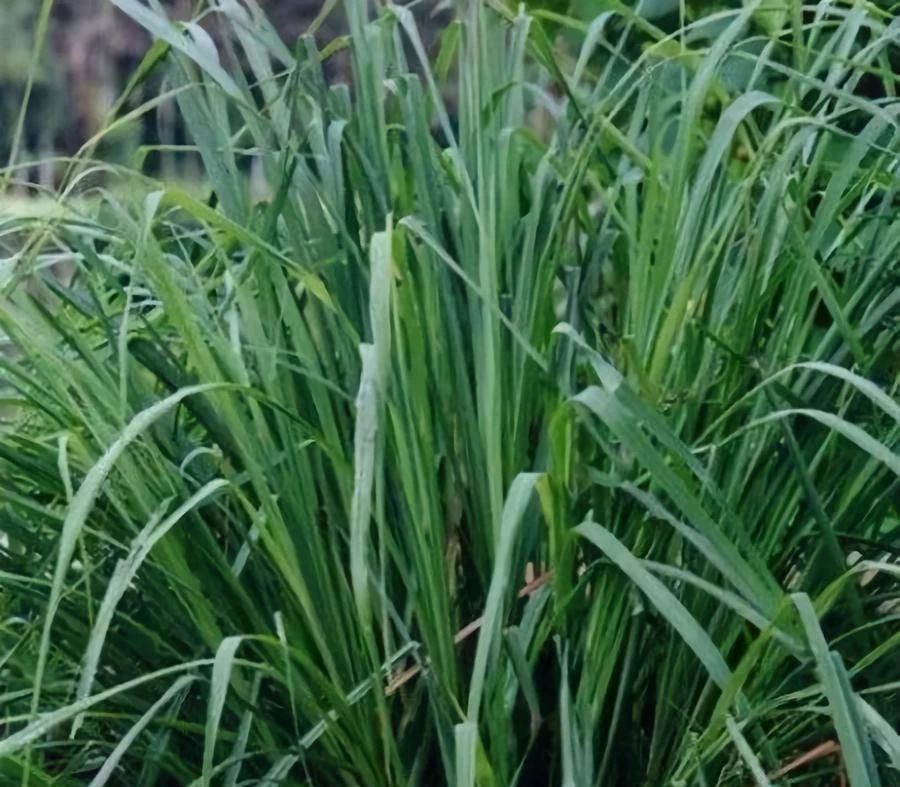 夏天來了，驅(qū)蚊的香料有哪些