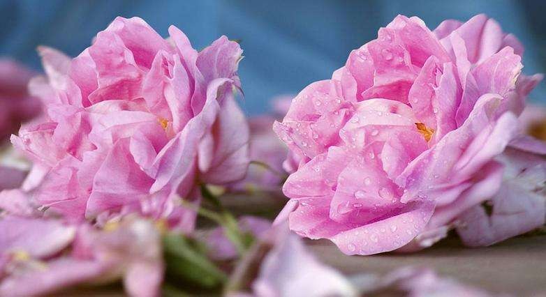 想成為一名專業(yè)的調(diào)香師,新手要怎么樣入門？